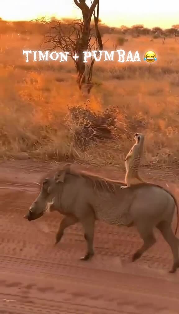 Тимон и Пумба - они существуют 