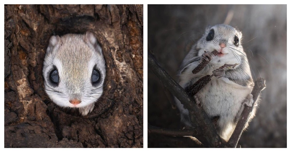 Фотограф заснял милого жителя тайги