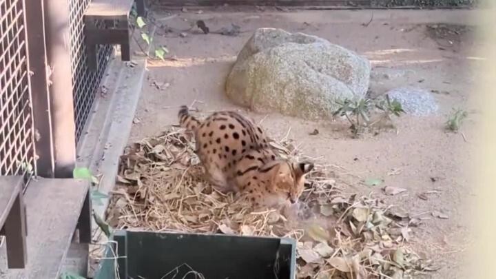 Все коты любят шуршать