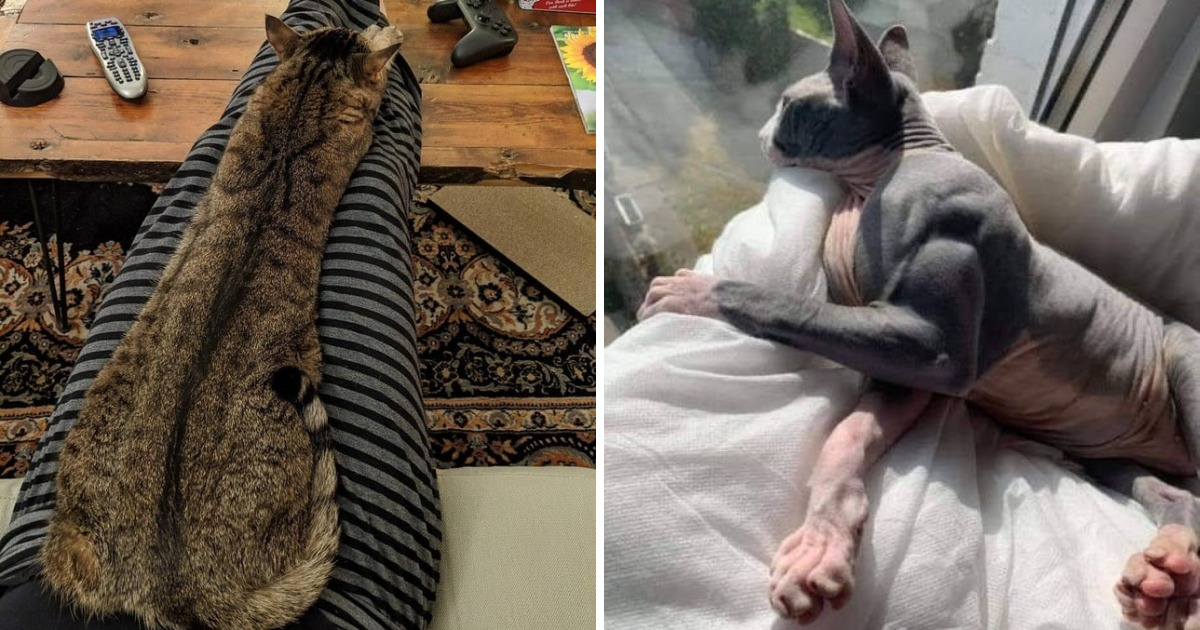 18 котиков, которые благодаря своим размерам могут считаться сразу за двух питомцев