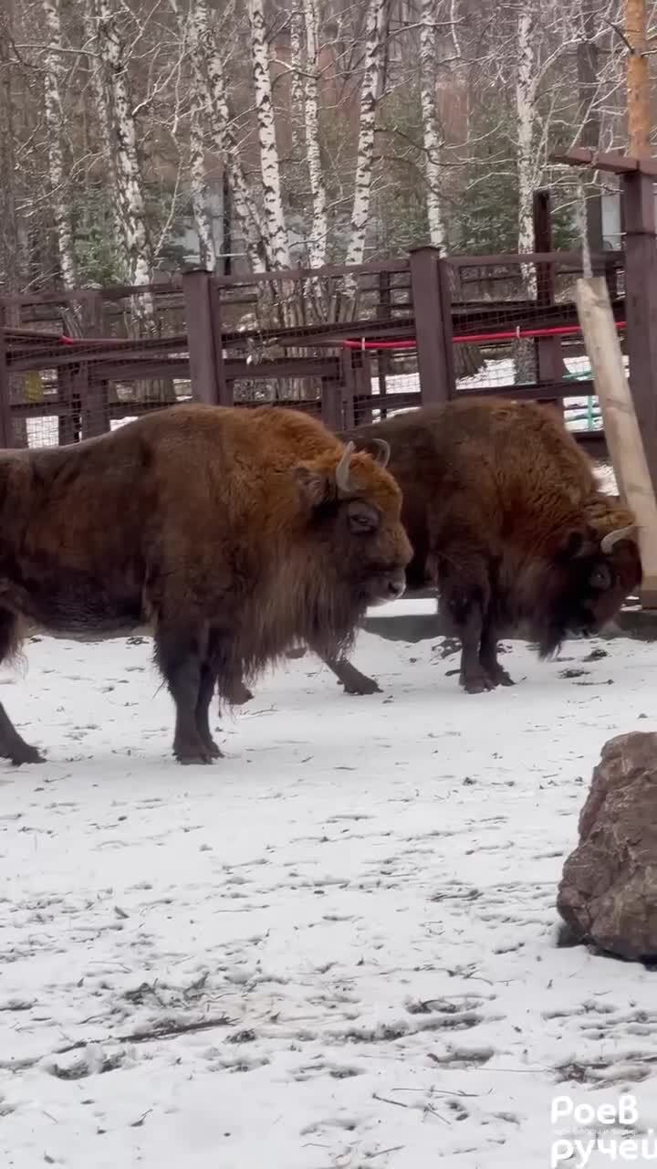 Зубр в красноярском парке Роев ручей