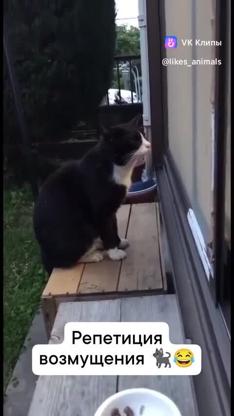 Кот-говорун