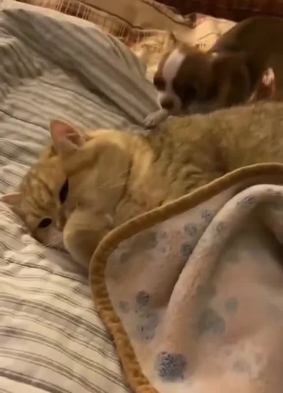 Беспокойная козявка)