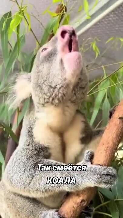 Сохранил, на случай важных переговоров