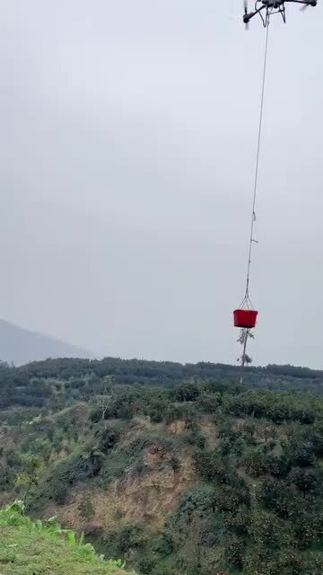 Сбор апельсинов в Китае