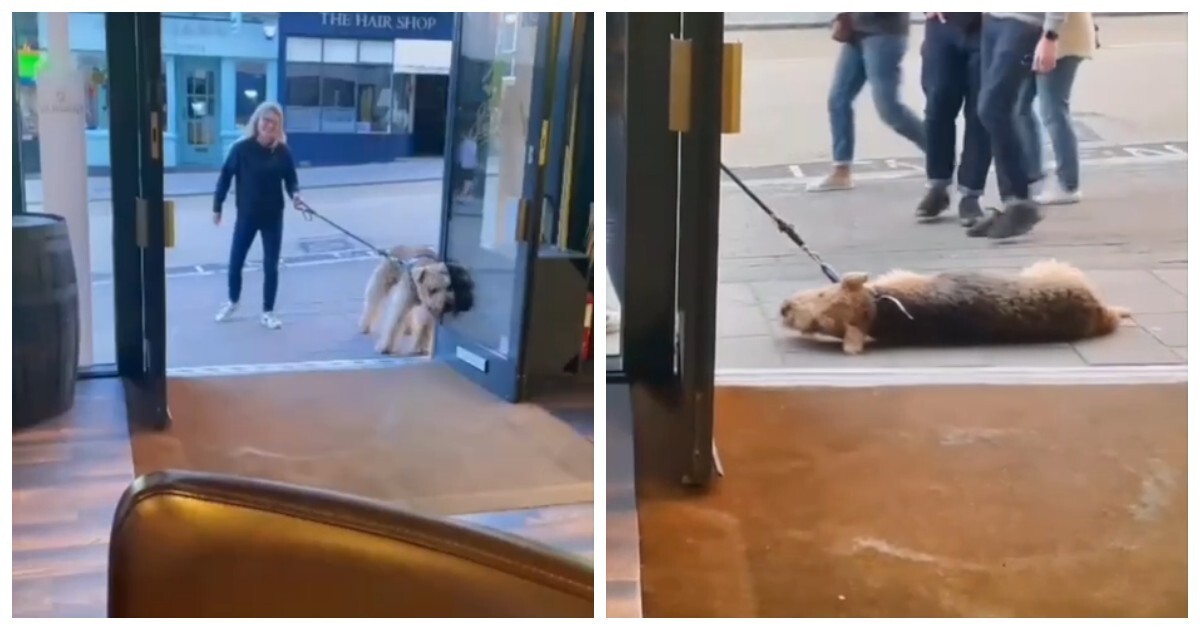 В Англии пёс отказался продолжить прогулку, пока не зайдёт в паб
