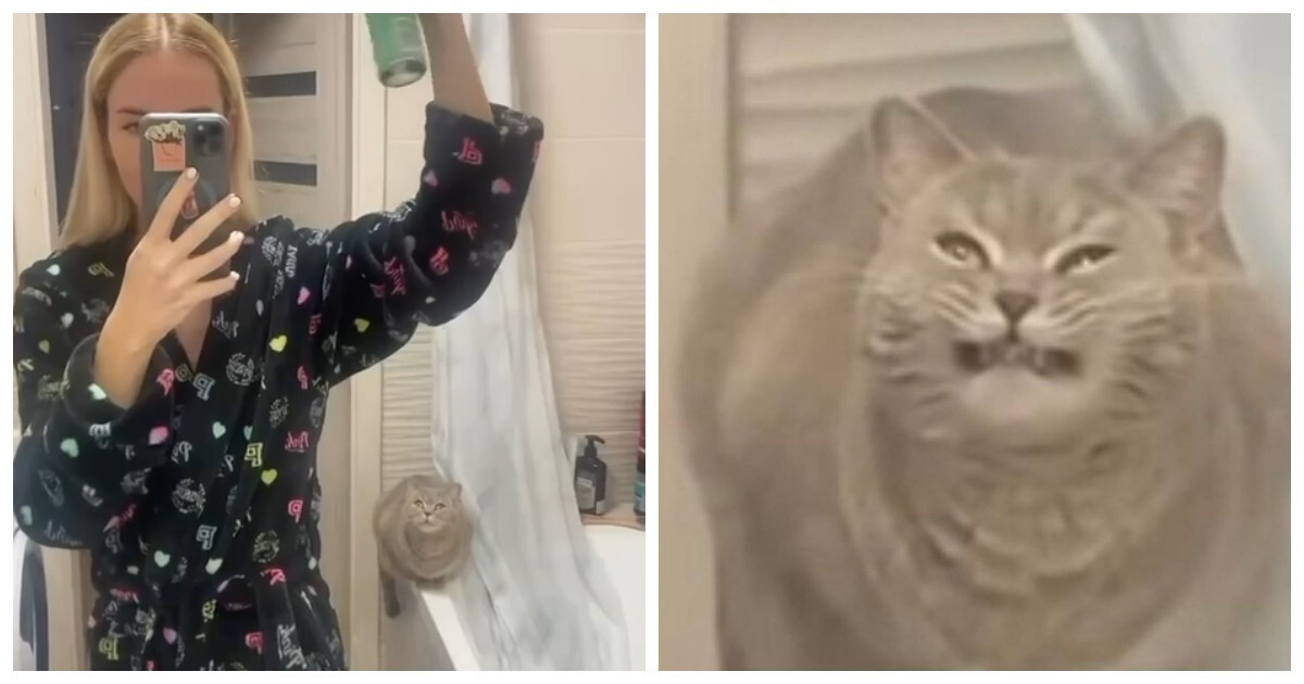 Почему кошки не любят «пшикающие» звуки