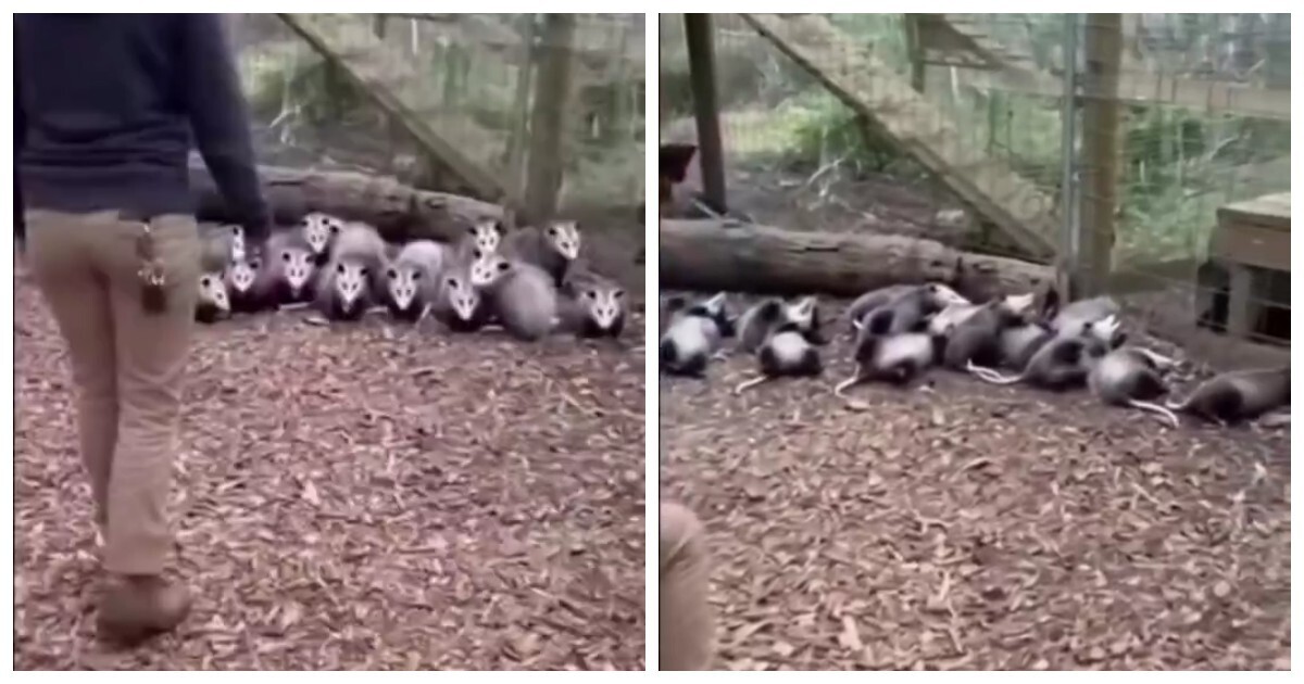 Мужчина напугал семью опоссумов