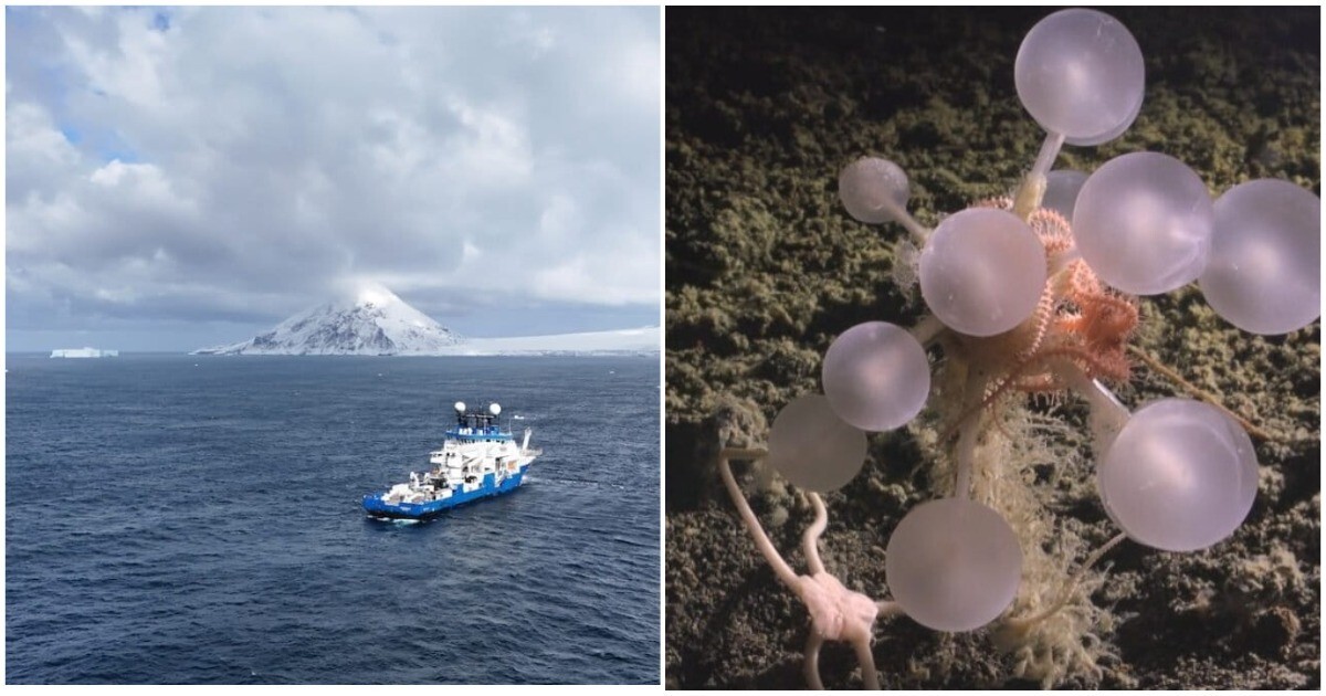 Под ледяной коркой Антарктиды нашли 30 новых видов живых существ