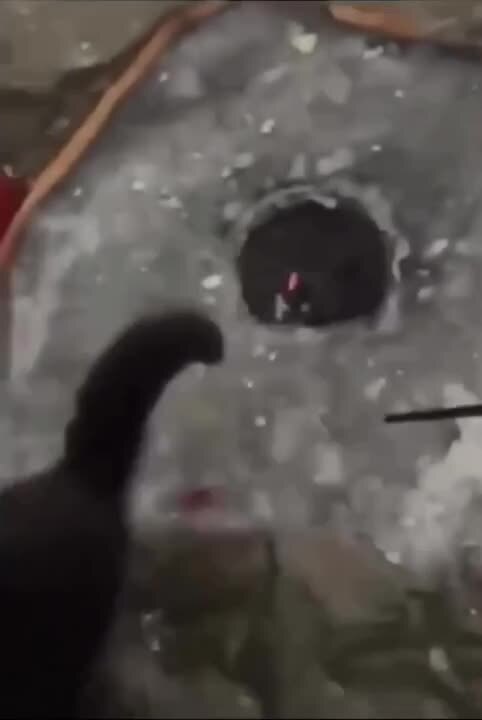 когда вы уже нажретесь то