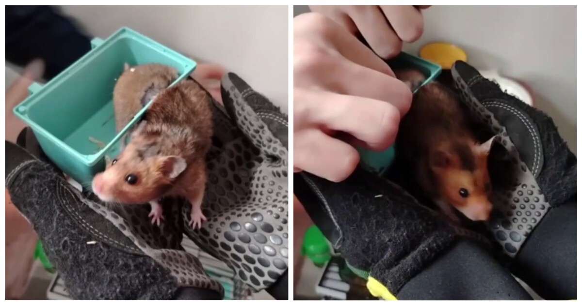 Спасатели пришли на помощь хомяку
