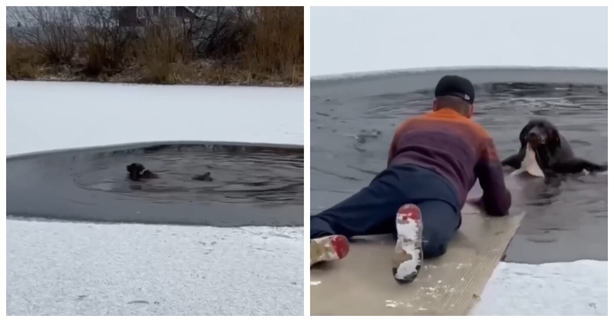 Герой на льду: мужчина вытащил собаку из воды в Тюмени