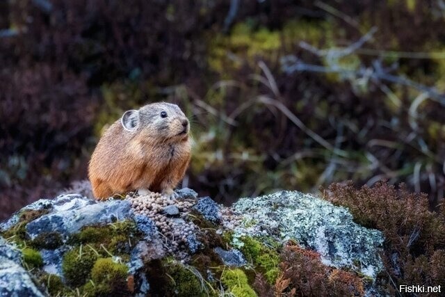 Пищуха на шухере