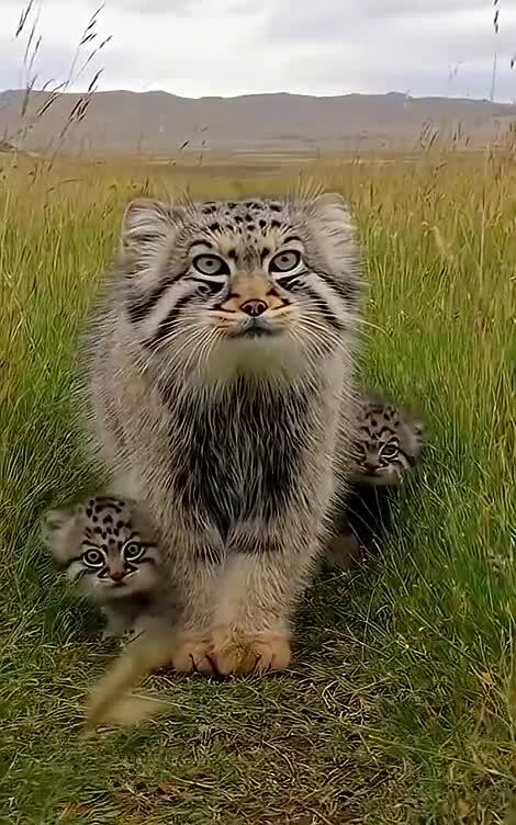 Красавчики