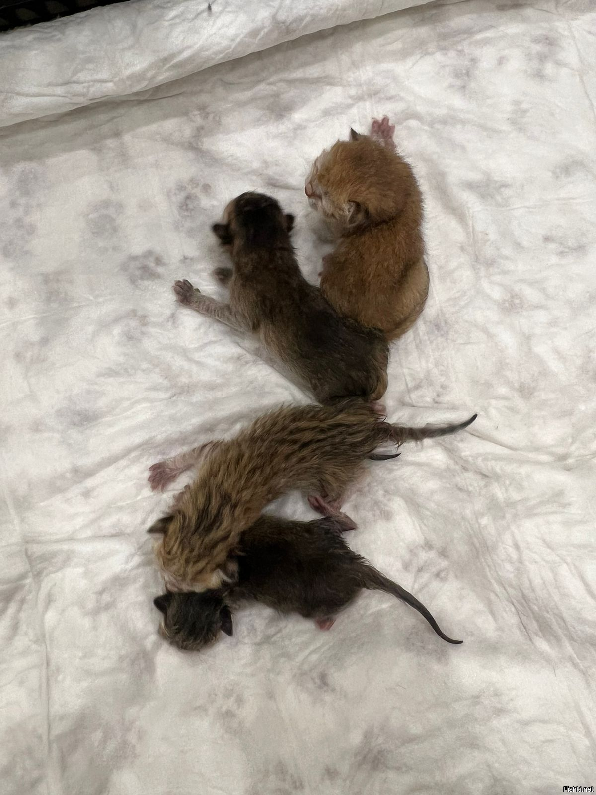 Прибавление,  брат и три сестры