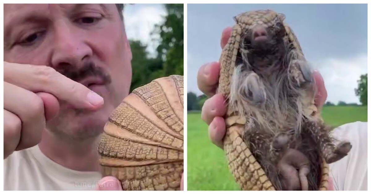 Неожиданный факт о броненосцах