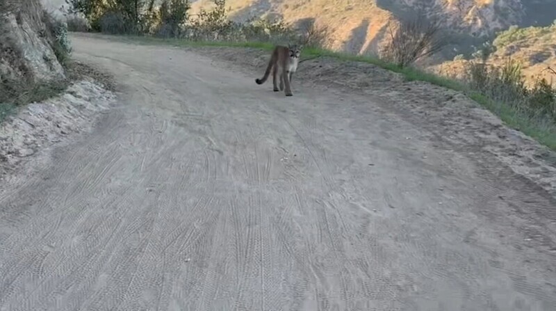 В США велосипедисты повстречали пуму на дороге