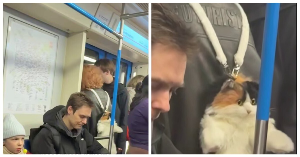 Мурка, что же с тобой стало?!