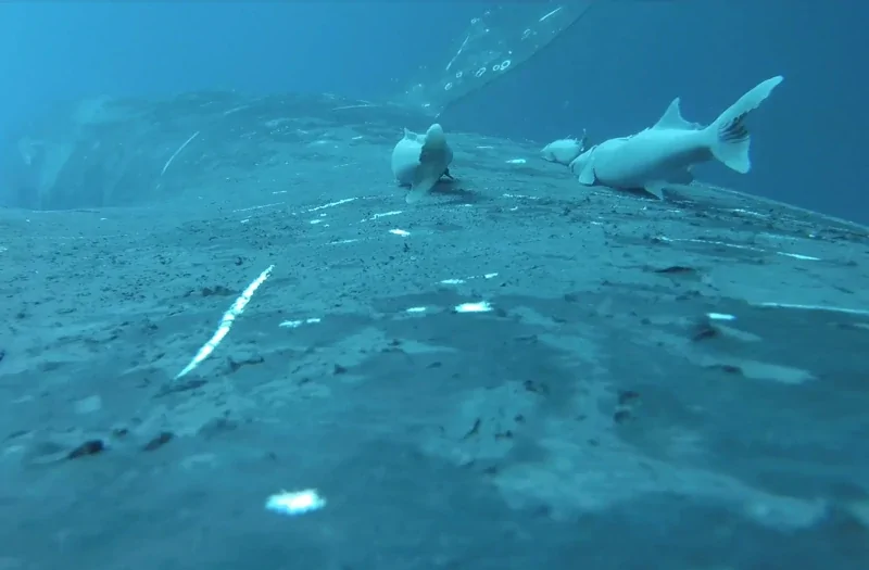 Ученые засняли рыб-прилипал, катающихся на ките