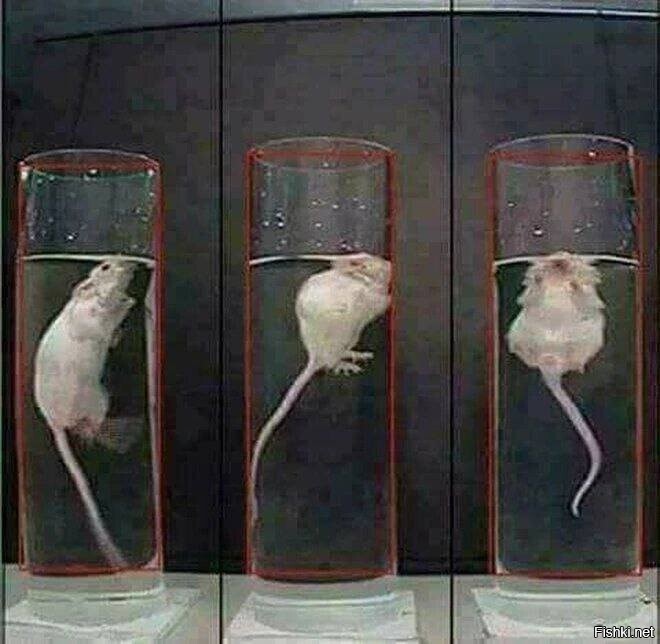 Эксперимент «надежда» 