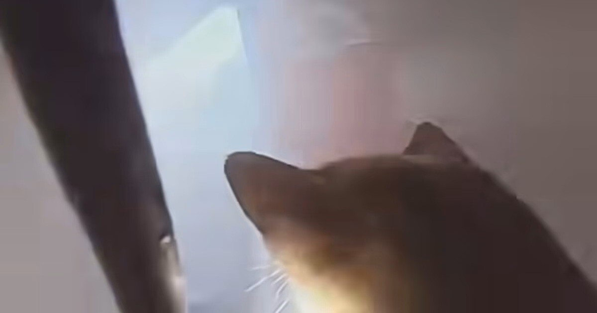 Драматический момент: спасение котов из пожара