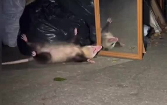 Опоссум — инсценировка смерти от изображения в зеркале