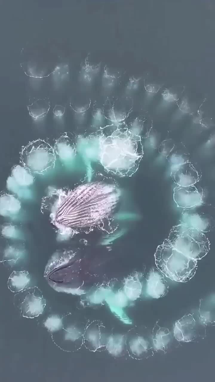 В Антарктике засняли на дрон, как два горбатых кита начертили идеальную спира...