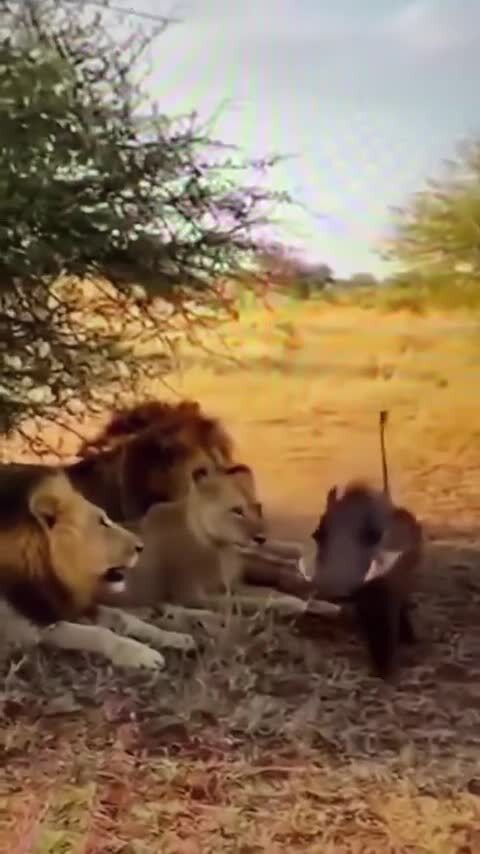 Борзый Пумба