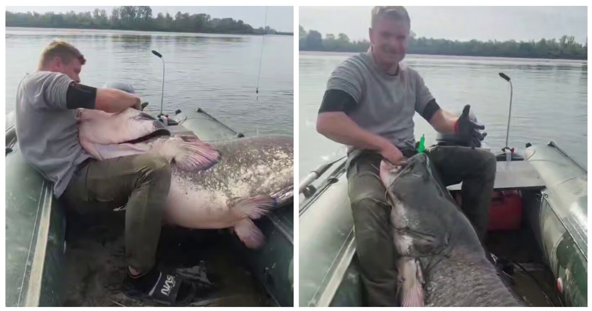 Польские рыбаки поймали огромного сома
