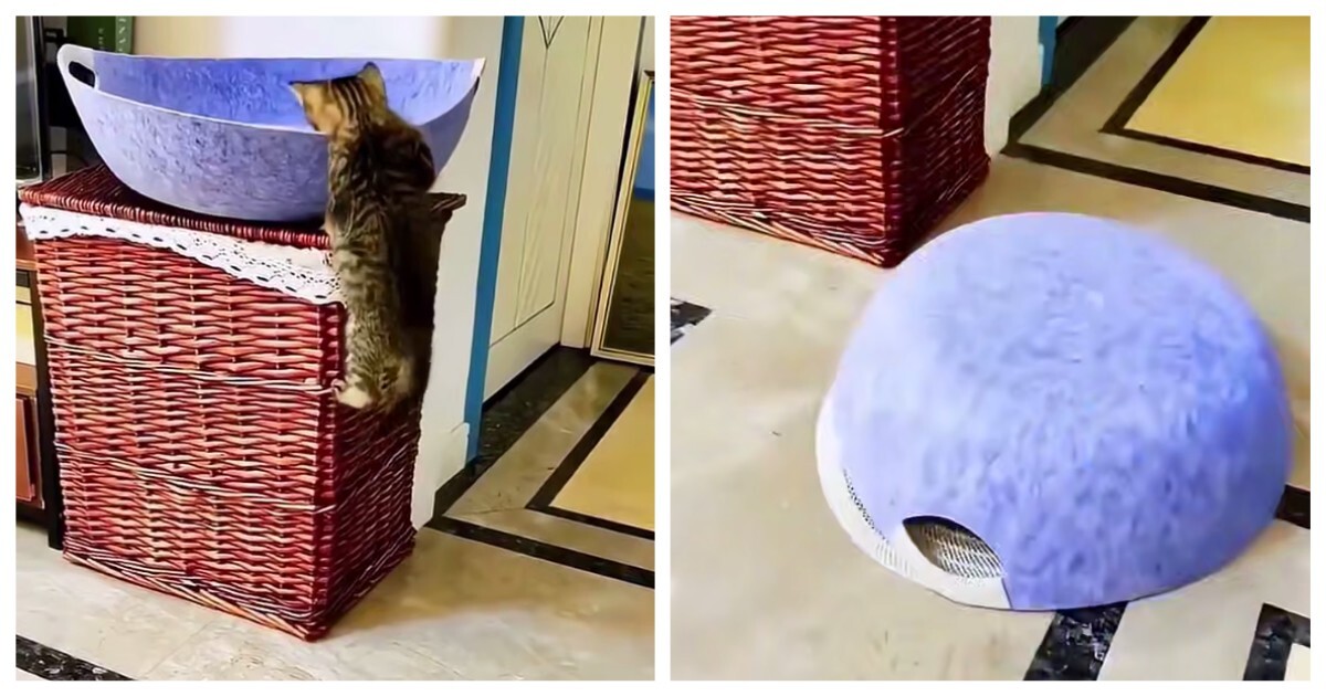 Кошки, которые сами себя загнали в ловушку