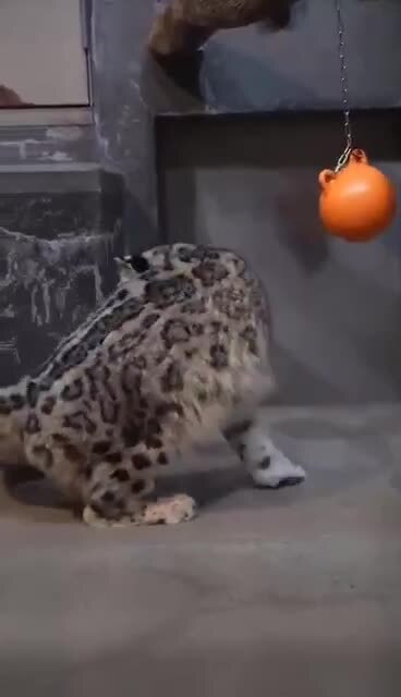 У снежных барсов один из самых длинных хвостов среди всех кошек)