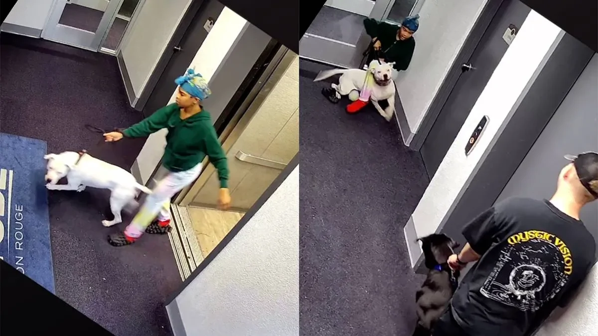 Когда встреча с другой собакой превращается в борьбу за жизнь