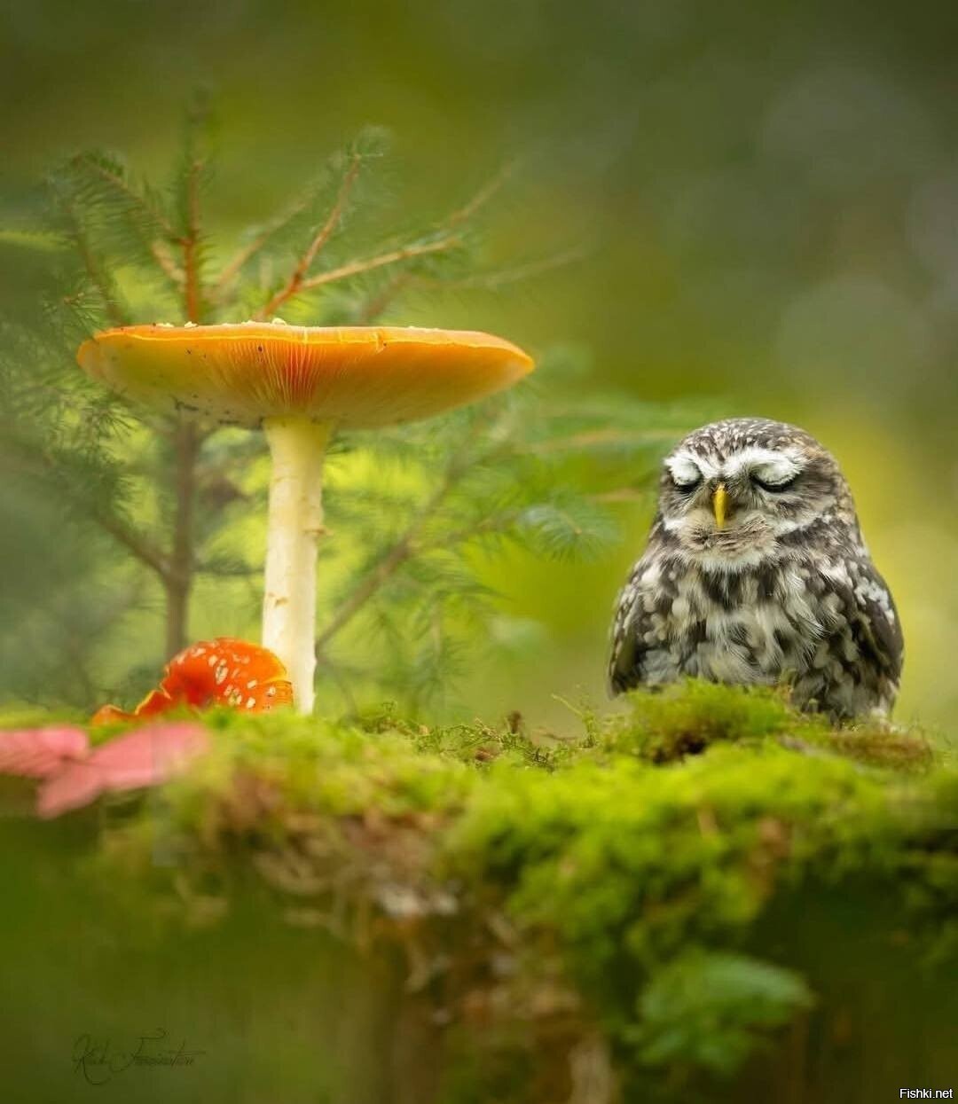 Умиротворённость