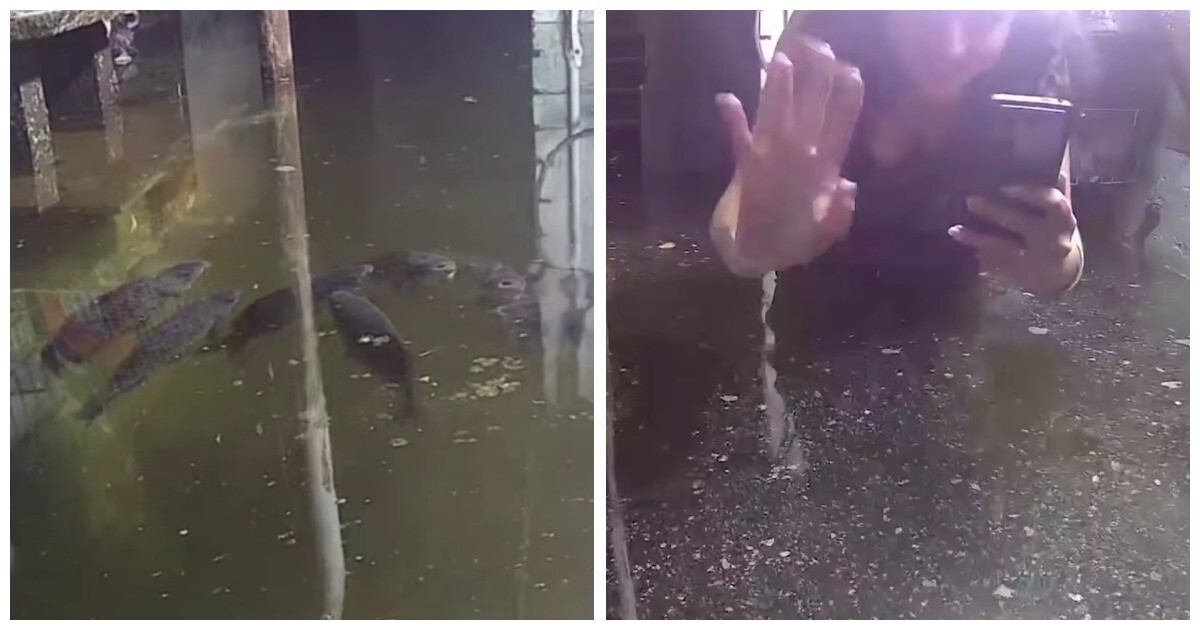 Жительница Кузбасса занялась разведением карпов в затопленном подвале