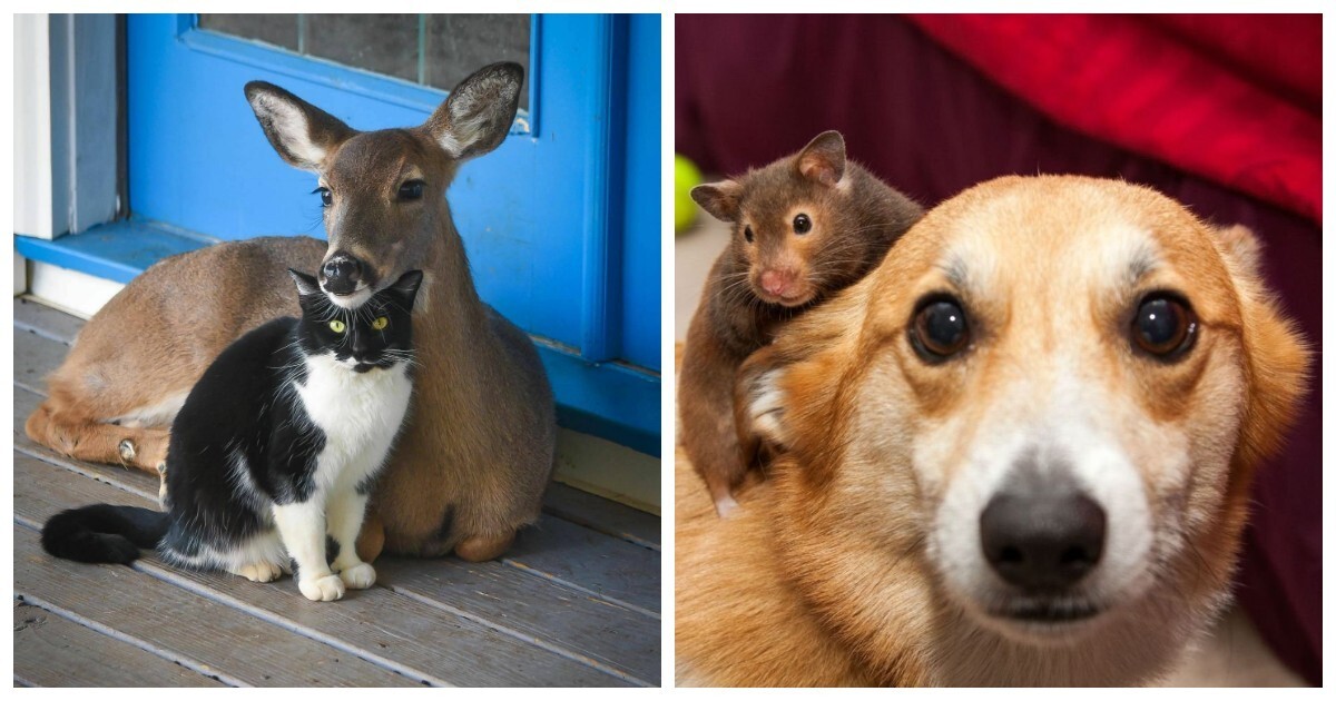 20 примеров невероятной глубины пушистых сердец