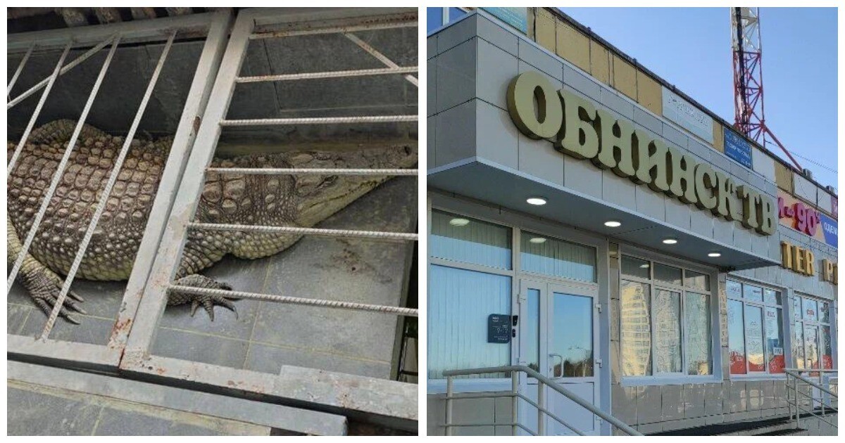 Прокуратура проверит калужскую телекомпанию, в редакции которой содержится крокодил