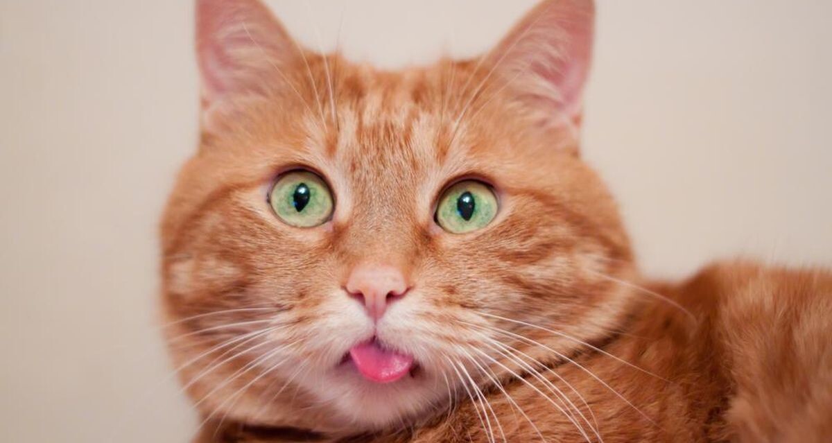  Жизнь с котом полна сюрпризов