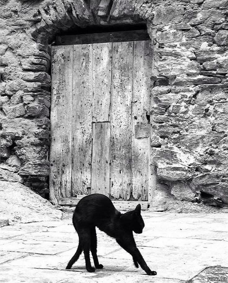 Чёрная грация