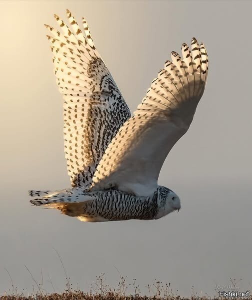 Полярная Сова