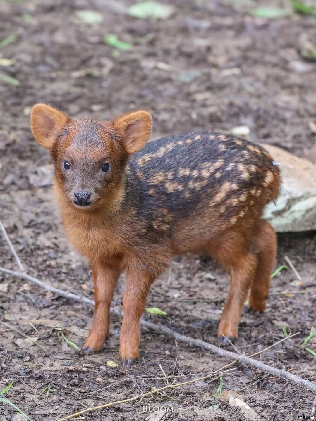 Это есть олень