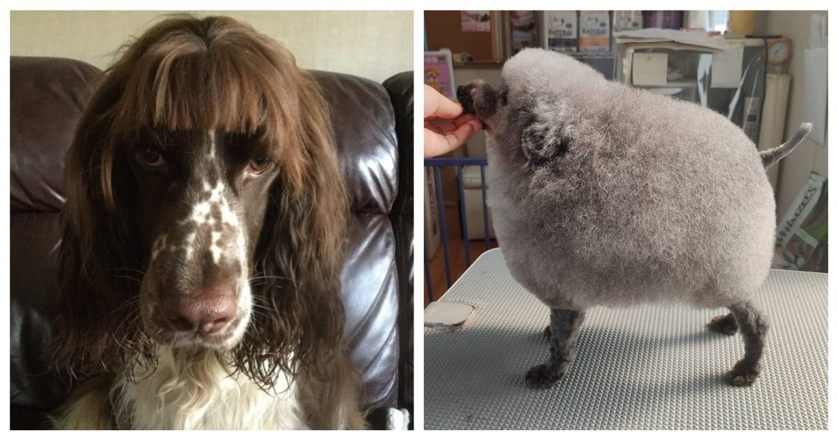 Собаки и их улётные стрижки