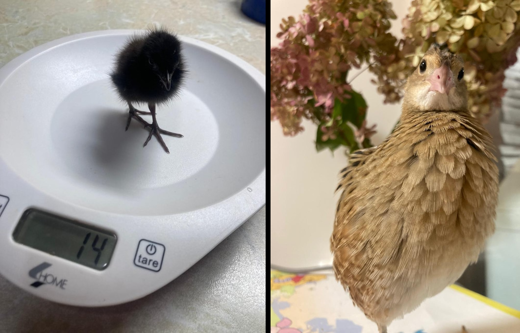 История о том, как птица пыталась соблазнить  хозяйку