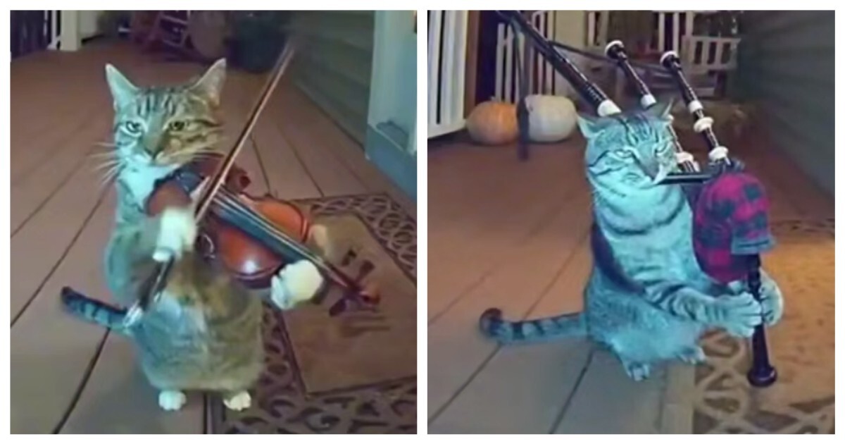 Ночные выступления нейрокота