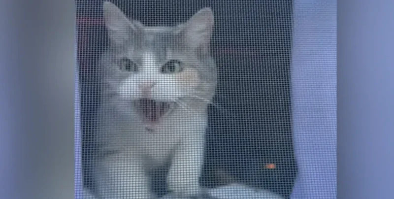 Принял за чужака: кот не узнал хозяйку