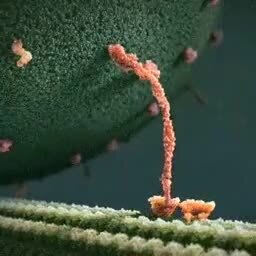 Молекулы белка миозина идут по aктиновой нити, тaща за собой шар эндoрфина во...