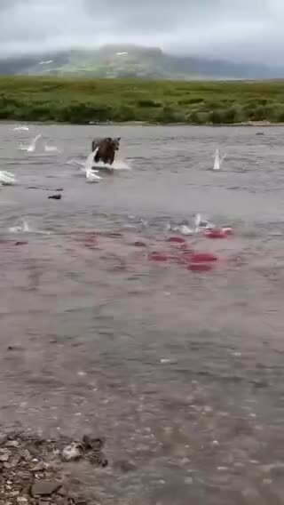 Одна из популярных туристических достопримечательностей Аляски — наблюдение з...