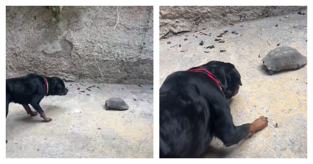 Необычная реакция собаки на черепаху