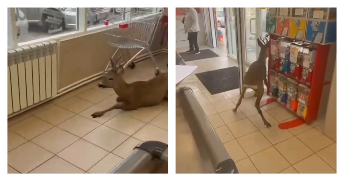 Косуля забежала в магазин в Краснодарском крае