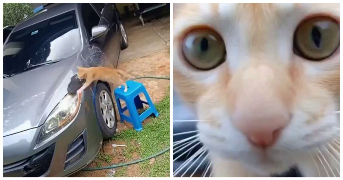 Кошка помыла машину хозяину