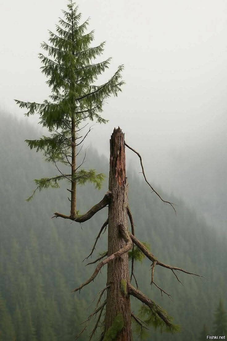 Тяга к жизни